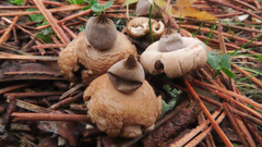 Geastrum elegans