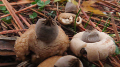 Geastrum elegans