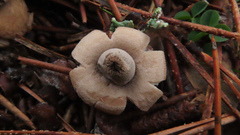 Geastrum elegans