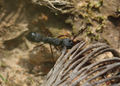 Bothroponera cavernosa