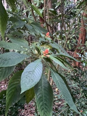 Aphelandra sinclairiana