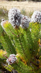 Serruria brownii