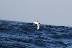 Pterodroma externa
