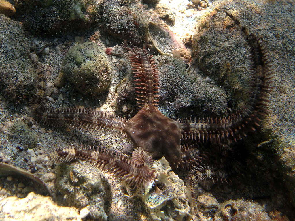 Breviturma dentata