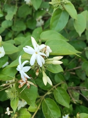 Jasminum auriculatum
