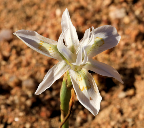 Threadstalk Tulp (Moraea filicaulis)