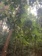 Artocarpus lacucha