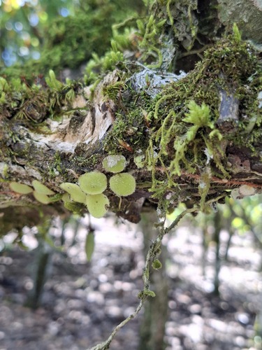 Pyrrosia nummulariifolia observed 2025-07-28