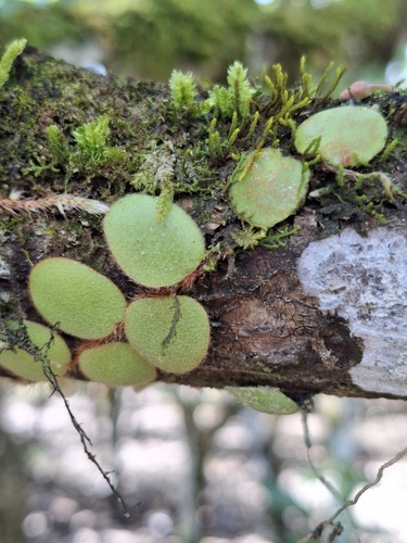 Pyrrosia nummulariifolia observed 2025-07-28