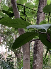 Artocarpus lacucha