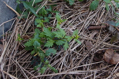 Rorippa cantoniensis