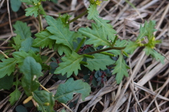 Rorippa cantoniensis