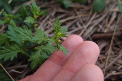 Rorippa cantoniensis