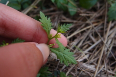 Rorippa cantoniensis