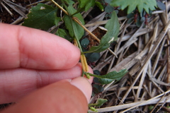 Rorippa cantoniensis