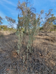 Atriplex rhagodioides