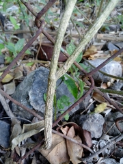 Funastrum bilobum
