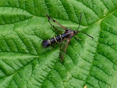 Synanthedon tipuliformis