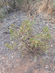 Eucalyptus socialis socialis