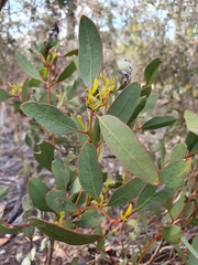 Eucalyptus socialis socialis