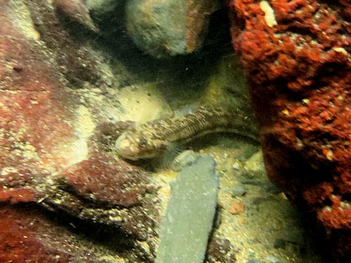 Gobiidae image
