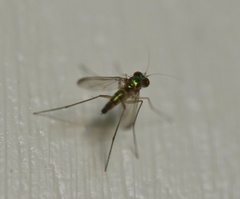 Condylostylus