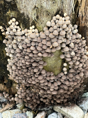 Coprinellus disseminatus