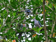 Ducula aenea pusilla