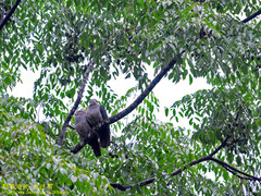 Ducula aenea pusilla