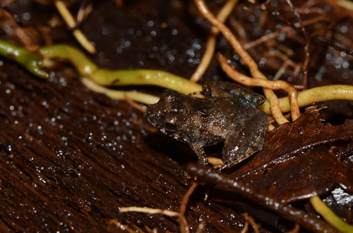 Puddle Frog, Phrynobatrachus phyllophilus