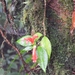 Aeschynanthus garrettii Craib 4