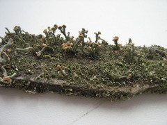 Cladonia botrytes