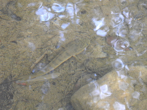 Channa melanostigma