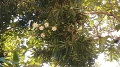 Melaleuca cajuputi cumingiana