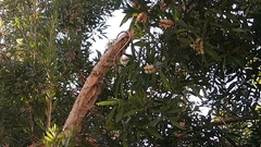 Melaleuca cajuputi cumingiana