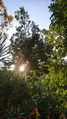 Melaleuca cajuputi cumingiana