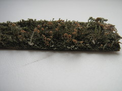 Cladonia botrytes
