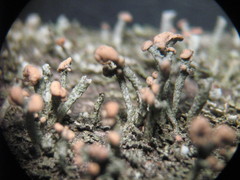 Cladonia botrytes