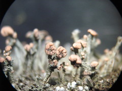 Cladonia botrytes