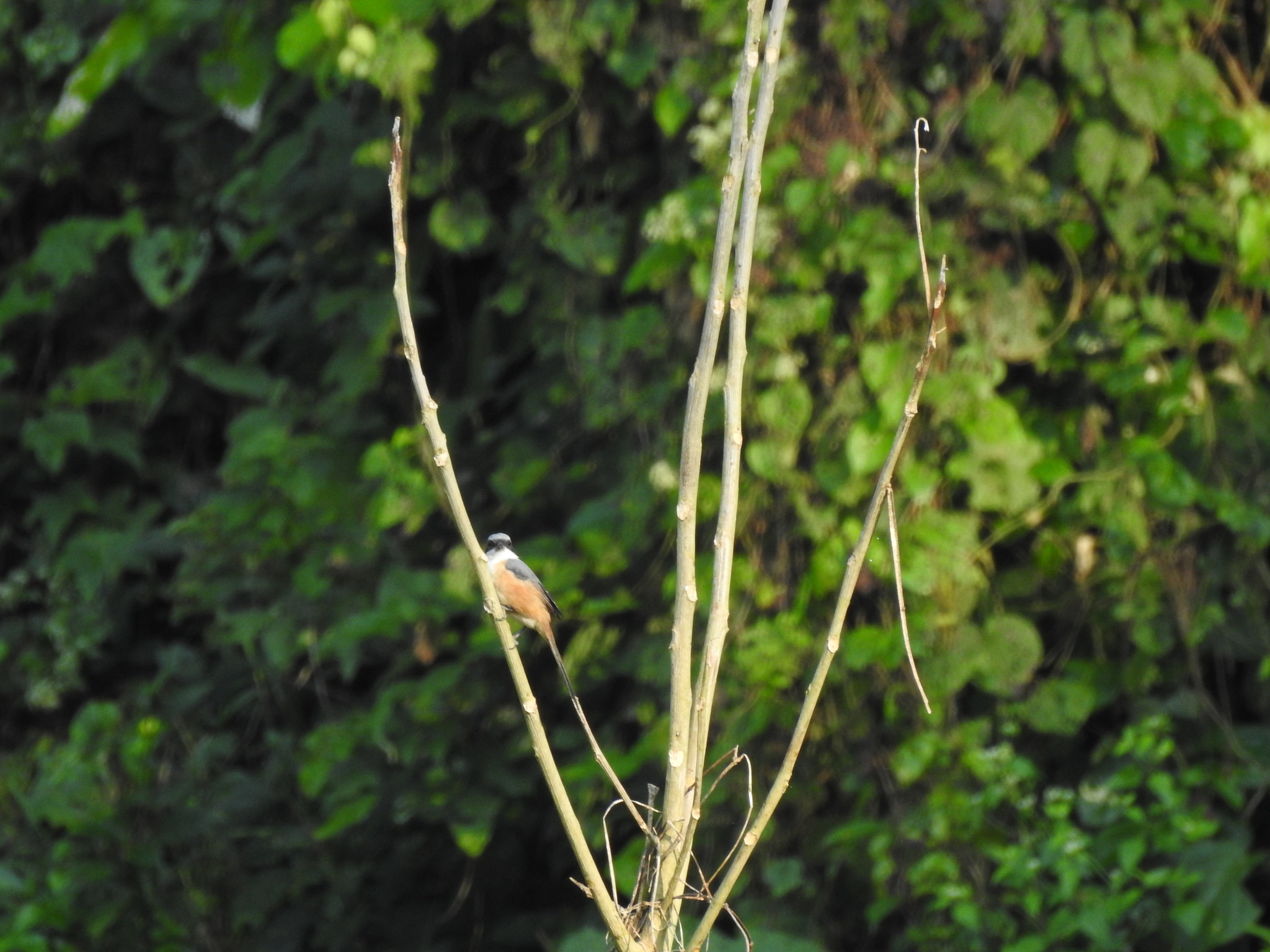 Grey-backed Shrike