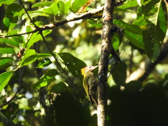 Picus chlorolophus
