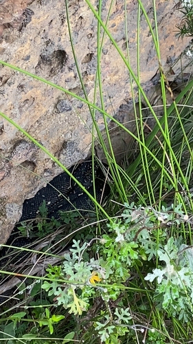 Diamond Python sighting