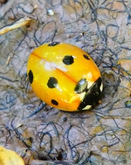 Coccinella algerica