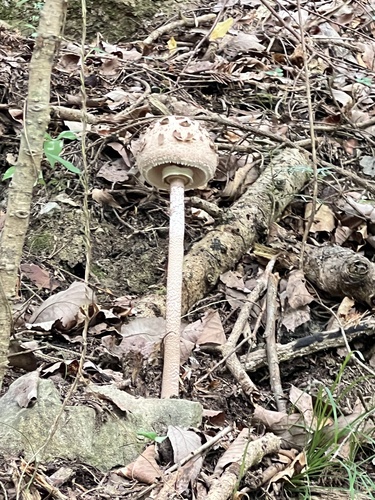 Macrolepiota procera