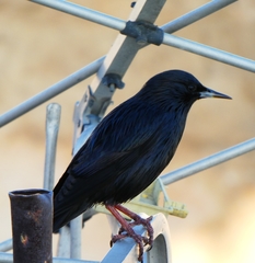 Sturnus unicolor