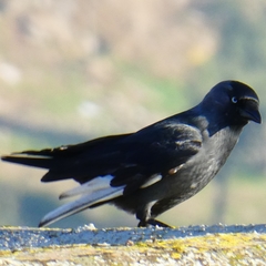 Corvus monedula