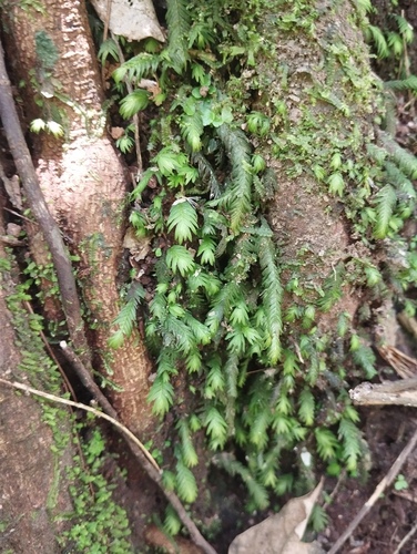 Fissidens nobilis observed 2025-09-27