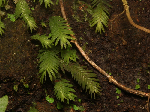 Fissidens nobilis observed 2025-09-27