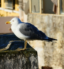 Larus michahellis