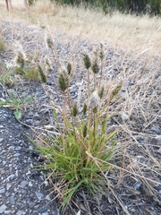 Enneapogon nigricans